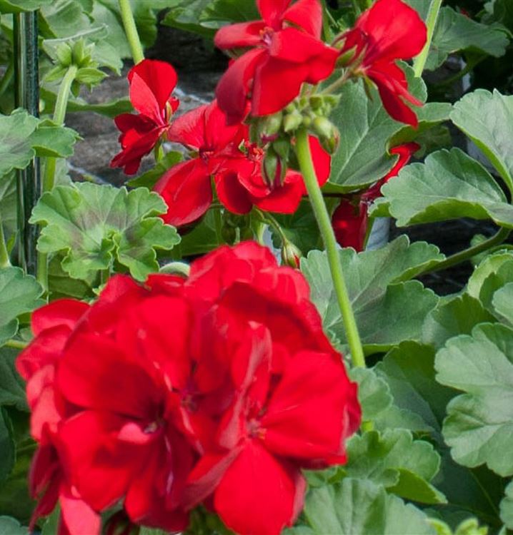 Pelargonie Calliope Dark Red