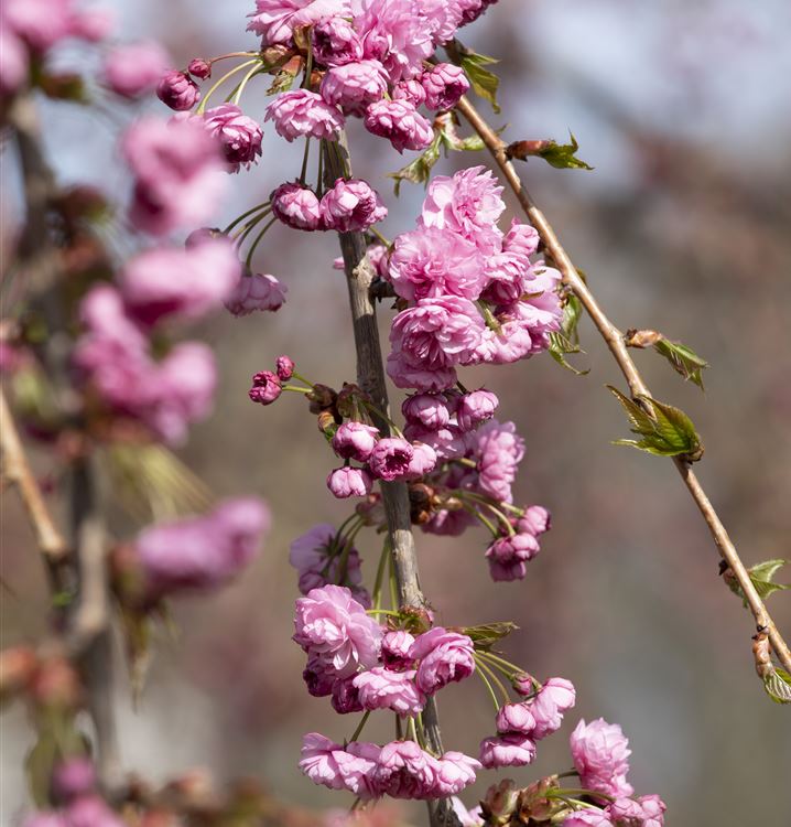 Hängende Nelkenkirsche Kiku shidare zakura