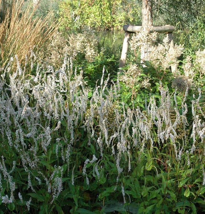 Bistorta amplexicaulis ‘Alba’