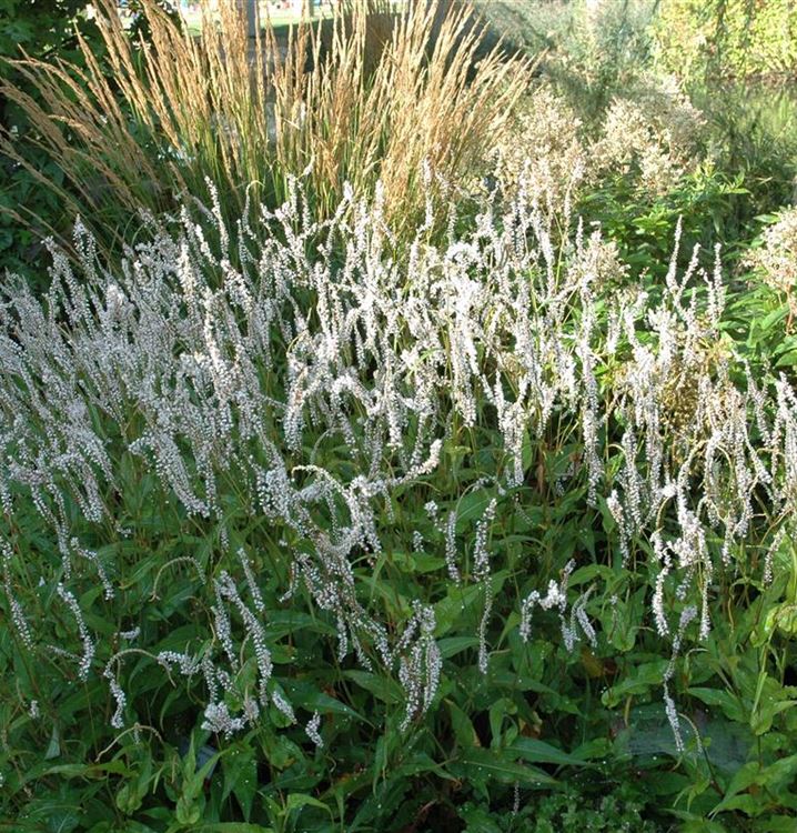 Bistorta amplexicaulis ‘Alba’