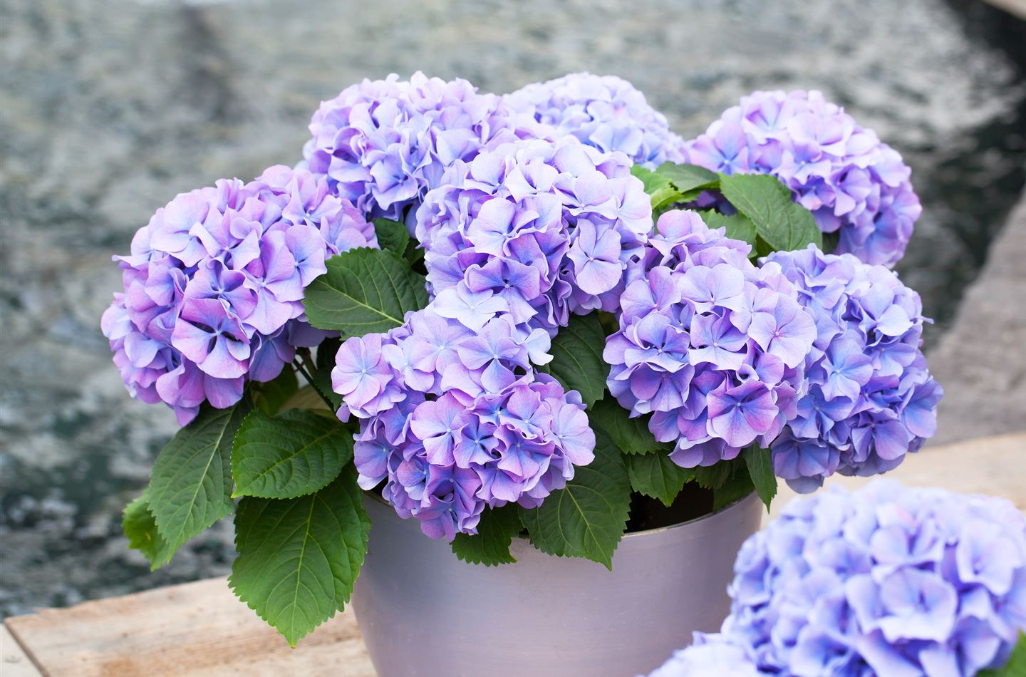 Hydrangea macrophylla 'Blauer Zwerg' (GS400502.jpg)