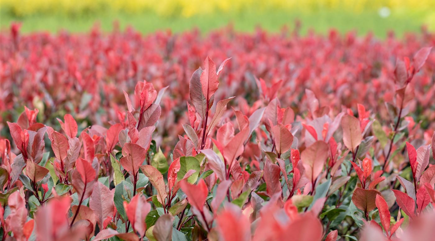 Photinia fraseri 'Little Red Robin'